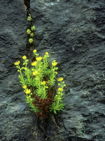 Yellow Mountain Saxifrage On Lewisian Gneiss, Scotland by Niall Benvie Pricing Limited Edition Print image