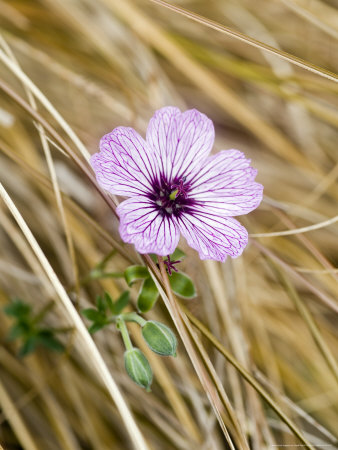 Geranium Cinereum Ballerina, Singleflower Amongst Carex Flagellifera by Geoff Kidd Pricing Limited Edition Print image