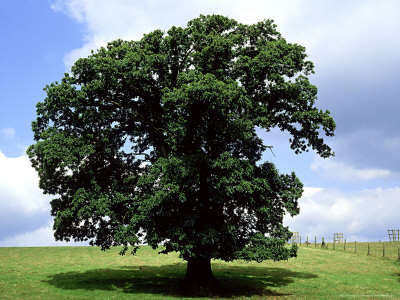 Sweet Chestnut, S. Devon by Geoff Kidd Pricing Limited Edition Print image