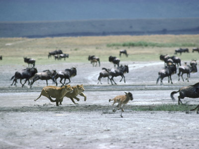 African Lion, Lionesses Chasing Young Gnu, Tanzania by Christian Grzimek Pricing Limited Edition Print image