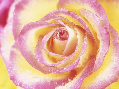 Rosa Confetti (Floribunda Rose), Yellow & Pink Edged Flower, Tea Fragrance by Linda Burgess Pricing Limited Edition Print image