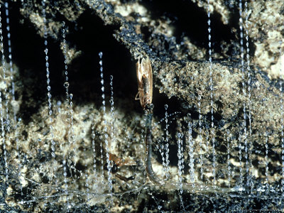 New Zealand Glowworm, Hauling Prey In To Nest, Fiordland by Frances Furlong Pricing Limited Edition Print image