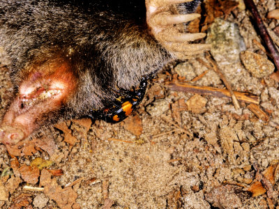 Necrophorus Species Feeding On A Dead Mole, Milano, Italy by Emanuele Biggi Pricing Limited Edition Print image