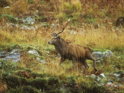 Red Deer, Scottish Highlands by David Boag Pricing Limited Edition Print image
