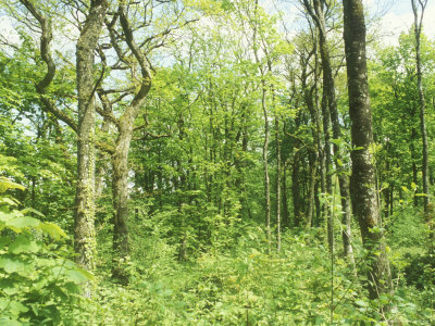 Mixed Woodland Habitat, England, Uk by David Boag Pricing Limited Edition Print image
