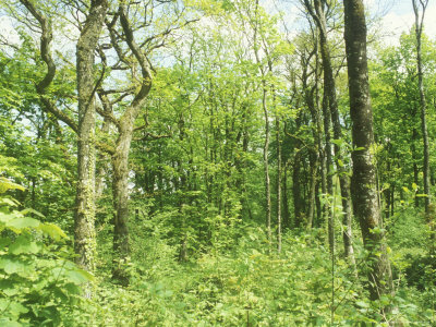 Mixed Woodland Habitat, England, Uk by David Boag Pricing Limited Edition Print image