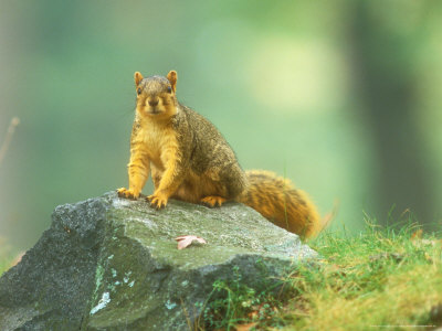 Fox Squirrel On Rock Looking At Camera, Michigan by David Boag Pricing Limited Edition Print image