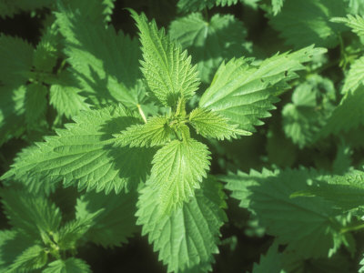 Stinging Nettles, Close Up, Spring by David Boag Pricing Limited Edition Print image