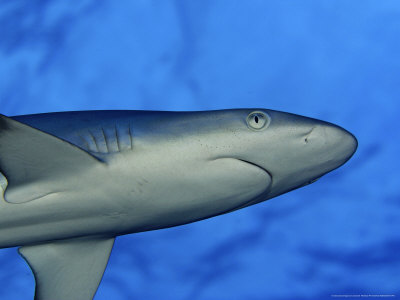 Grey Reef Shark, Hawaii by David B. Fleetham Pricing Limited Edition Print image