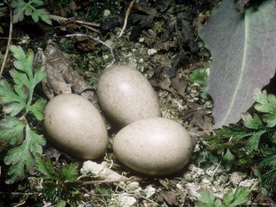 Grey Wagtail, Addled Eggs, Derbyshire, Uk by David Fox Pricing Limited Edition Print image