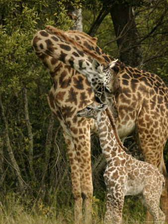 Masai Giraffe, Young Calf With Attentive Mother by Andy Rouse Pricing Limited Edition Print image