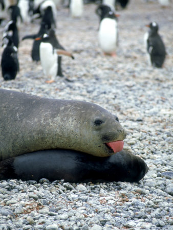 Southern Elephant Seal, S. Georgia Island by Patricio Robles Gil Pricing Limited Edition Print image