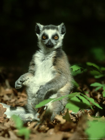 Ringtailed Lemur, Lemur Catta Madagascar by Alan And Sandy Carey Pricing Limited Edition Print image