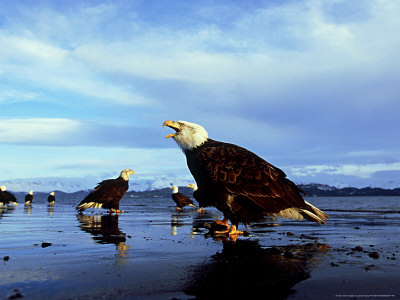 Bald Eagles, February, Usa by David Tipling Pricing Limited Edition Print image