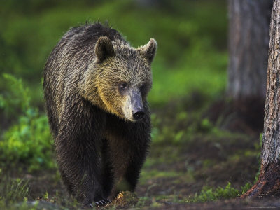 Bear In Woods by Andy Rouse Pricing Limited Edition Print image