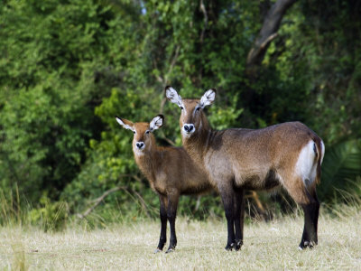 Defassa Waterbuck, With Young, Rwanda by Ariadne Van Zandbergen Pricing Limited Edition Print image