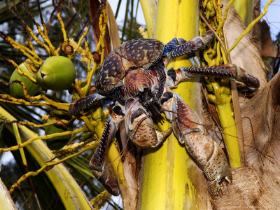 Giant Coconut Crab, Climbing Down A Palm Tree, Zanzibar by Ariadne Van Zandbergen Pricing Limited Edition Print image