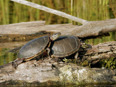 Painted Turtle, Mating, Quebec, Canada by Robert Servranckx Pricing Limited Edition Print image