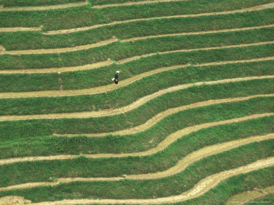 Farmer Cultivating On Rice Terrace, Guangxi, China by Keren Su Pricing Limited Edition Print image