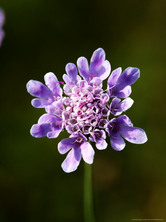 Small Scabious, Uk by Philip Tull Pricing Limited Edition Print image