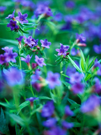 Lithodora Diffusa (Heavenly Blue), Close-Up Of Blue Flowers And Foliage by Pernilla Bergdahl Pricing Limited Edition Print image