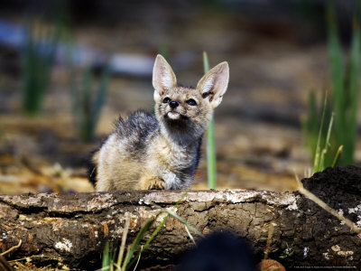 Black-Backed Jackal, Pup, Tanzania by Ariadne Van Zandbergen Pricing Limited Edition Print image