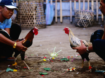 Men Preparing For Cockfight by Andrew Brownbill Pricing Limited Edition Print image