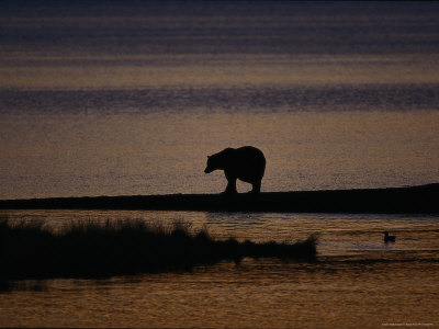 Silhouetted Grizzly Bear Walking At Dawn by Robert Franz Pricing Limited Edition Print image