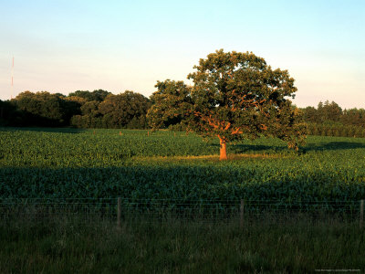 Summer Tree, Central Mn by Lawrence Sawyer Pricing Limited Edition Print image