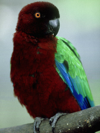 Red Shining Parrot, Fiji Island, South Pacific by Patricio Robles Gil Pricing Limited Edition Print image