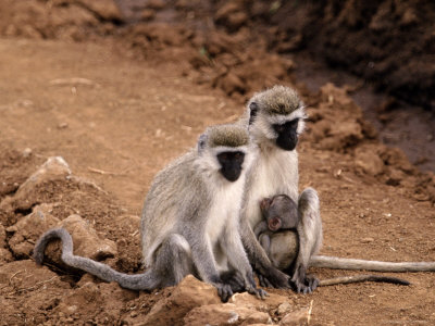 Female Monkey With Her Offspring by Ted Wilcox Pricing Limited Edition Print image