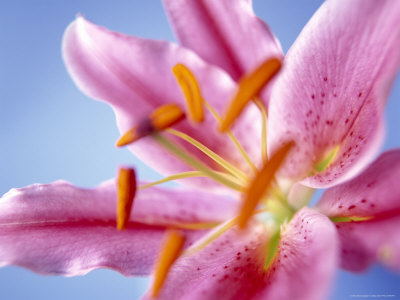 Acapulco Lily by Masa Kono Pricing Limited Edition Print image