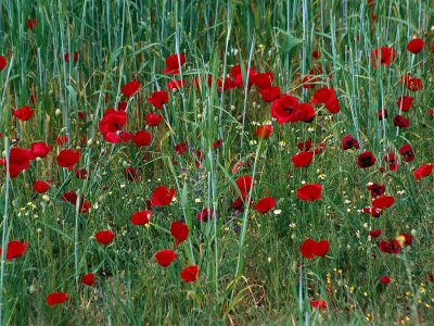 Wildflowers, Turkey by Michele Burgess Pricing Limited Edition Print image