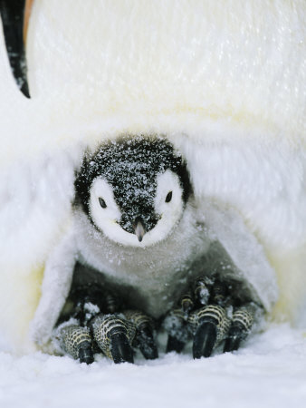 Emperor Penguin, Chick, Antarctica by David Tipling Pricing Limited Edition Print image