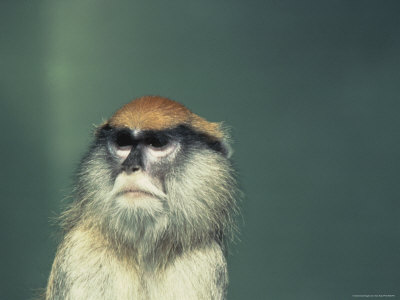Monkey by Tony Ruta Pricing Limited Edition Print image