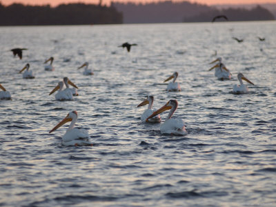 Pelican, Lake Scenes by Keith Levit Pricing Limited Edition Print image