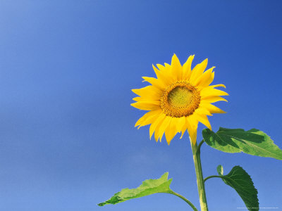 Helianthus (Sunflower) Against Sky by Rex Butcher Pricing Limited Edition Print image