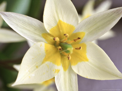 Tulipa Turkestanica March by Andrew Lord Pricing Limited Edition Print image