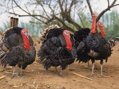 Four Turkeys by Michele Burgess Pricing Limited Edition Print image
