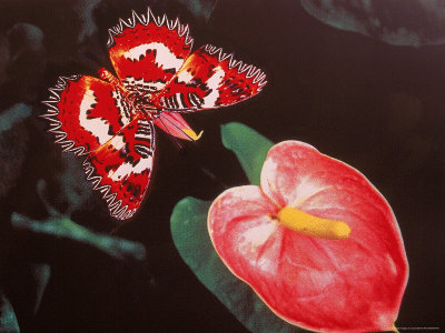 Anthurium And Butterfly by Scott Berner Pricing Limited Edition Print image