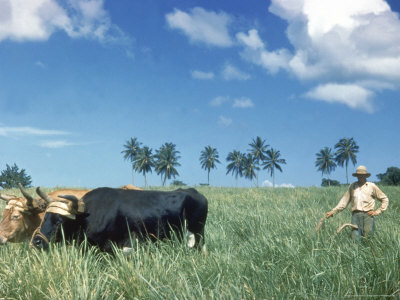 Farmer Working In Sugar Cane Field, Puerto Rico by Ewing Galloway Pricing Limited Edition Print image