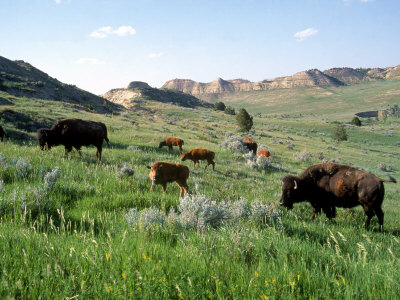 Buffalos, Theodore Roosevelt National Park, Nd by Vic Bider Pricing Limited Edition Print image