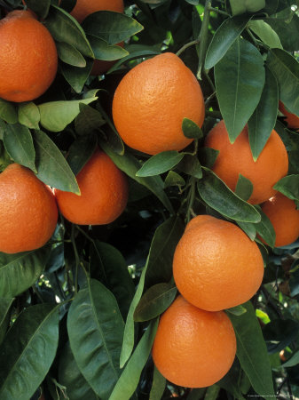 Close-Up Of Oranges On Branch, Porterville, Ca by Inga Spence Pricing Limited Edition Print image