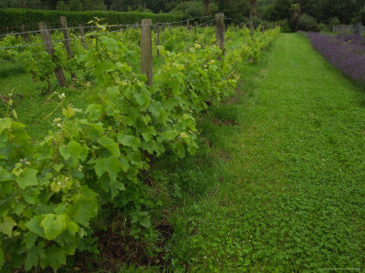 Rural Ireland, Plants In Garden by Keith Levit Pricing Limited Edition Print image