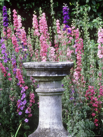 Stone Sundial With Mixed Consolida Ambigua Clinton Lodge, W. Sussex by David Dixon Pricing Limited Edition Print image