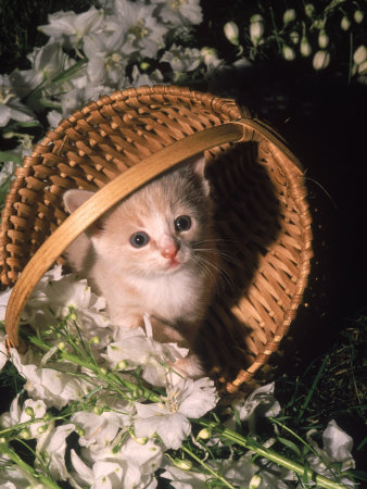 Kitten In Flower Basket by Frank Siteman Pricing Limited Edition Print image