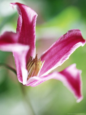 Clematis Texensis (Climber) Close-Up Of Pink Flower September, England by David Murray Pricing Limited Edition Print image
