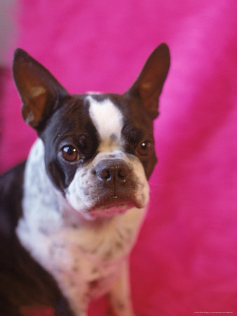 Portrait Of Boston Terrier by Pia Schachter Pricing Limited Edition Print image