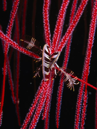 Feather Star On Sea Whips, Bali, Indonesia by Michael Aw Pricing Limited Edition Print image