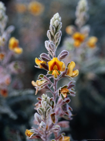 Native Wildflower At Karlamilyi, Rudall River National Park, Australia by Diana Mayfield Pricing Limited Edition Print image